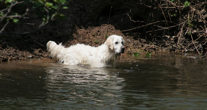 Bella in river